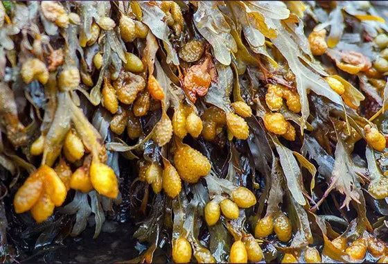 Fucus